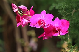 蘭花,粉紅色,花
