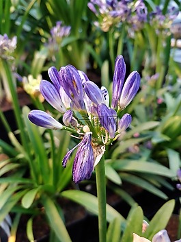 自然,花,植物區(qū)系