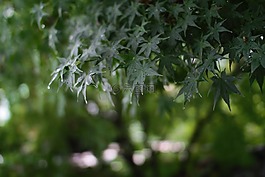 秋天的樹(shù)葉,樹(shù)葉,楓木