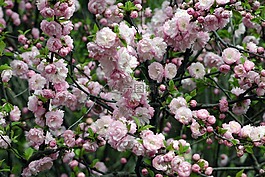 花,灌木,春