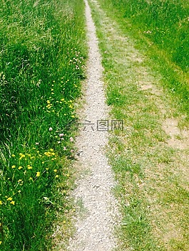 離,草地,字段