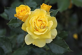 玫瑰,黃色,開花