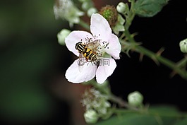 schwebfiege,花飛,白花