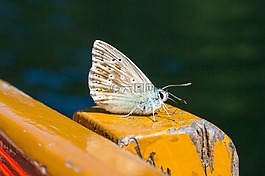 蝴蝶,昆蟲,性質(zhì)