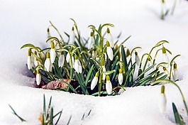 春天,花,盛開(kāi)