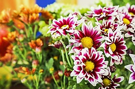 雛菊,花,花的