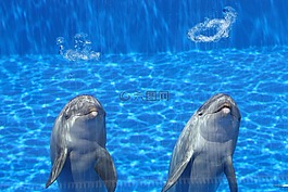 海豚,水族館,魚