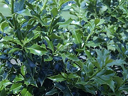 冬青,灌木,花園
