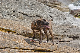狗,犬,動(dòng)物