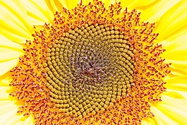 太陽花,向日葵,花