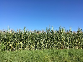 玉米,場,藍色