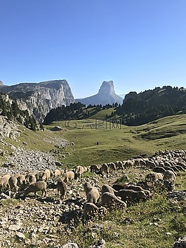 vercors,芒针,羊