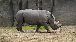 動物,野生動物,犀牛
