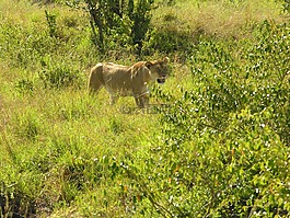獅子,自然,野生動物
