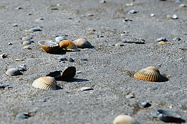 外殼,海灘,沙