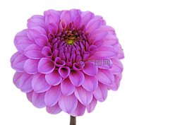 嬌琴紗,粉紅色,花花園