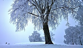 霧,冬天,雪