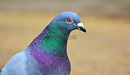 鴿子,鳥,羽毛