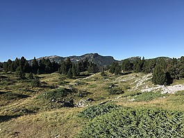 vercors,森林,山