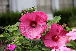 槿,花,盛開