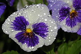 潘茜,紫羅蘭,花