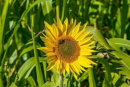 花,太陽花,秋季