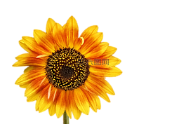 花,開花,太陽花