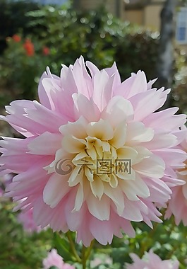 大麗花,粉紅色,花