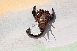天蝎座,androctonus crassicauda,腹