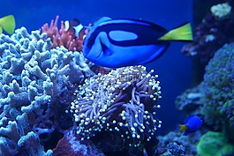 海水魚,動物園,水族館