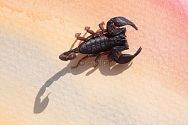 天蝎座,androctonus crassicauda,夾持器
