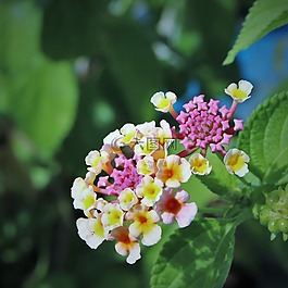 花,花卉,植物