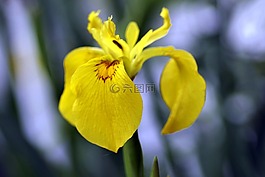 虹膜,黄色,花