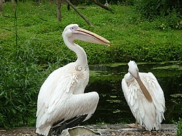 鳥類,鵜鶘,清潔
