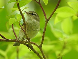 鳴鳥,柳鶯,鳥