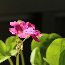 花,花卉,植物