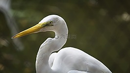 起重機,鳥,白