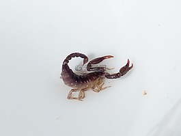 天蝎座,動物,蜇