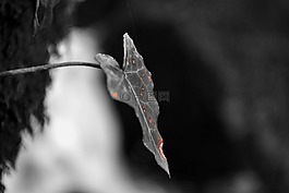 葉,性質,bw