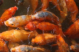 魚,橙色,鯉魚