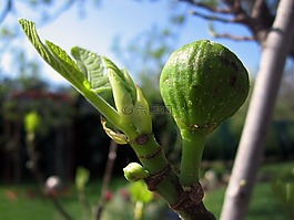 梨,樹,植物