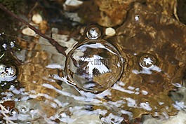 性質(zhì),森林,過獨(dú)身生活
