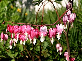 流血的心,lamprocapnos 赤松,花
