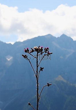 鮮花,山,夏季