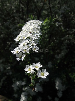 鲜花,白色,树枝