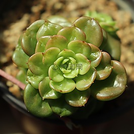 花,花卉,植物