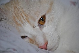 貓,貓臉,寵物