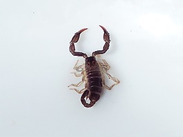 天蝎座,動物,蜇