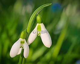 花,花園,廠
