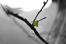 叶,分支机构,bw